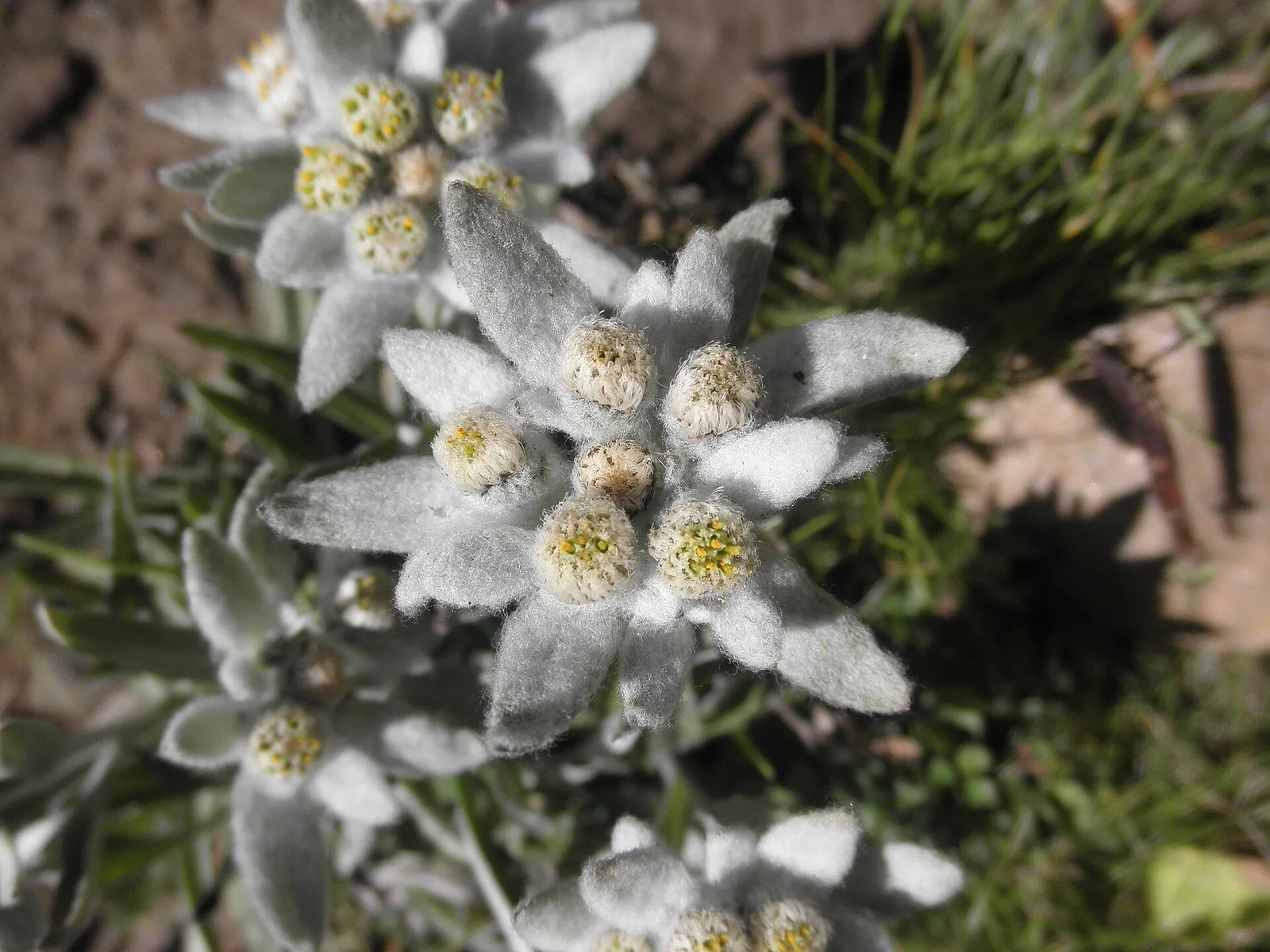 Rifugio Prarayer - Rifugio Aosta