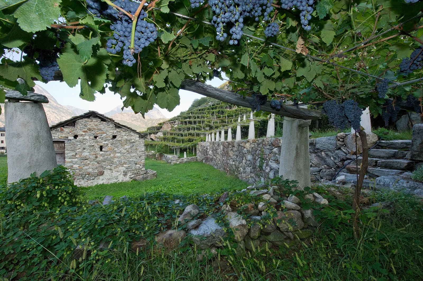 Bourg - Peredrette