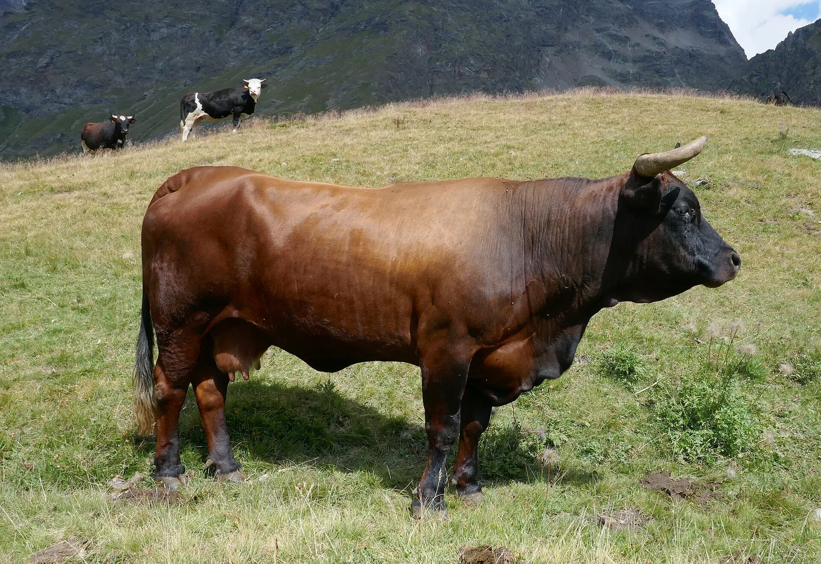 Col Collon - Colle del Teodulo